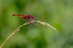 Feuerlibelle