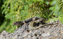 Mauereidechsenpärchen