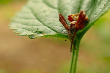 Eine Spinne halt