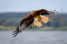 Jagdbetrieb auf dem Wasser