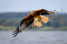 Jagdbetrieb auf dem Wasser