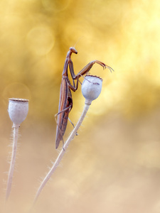 Mantis Religiosa