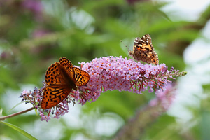Summerfeeling