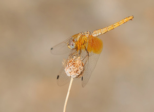 Trithemis kirbyi