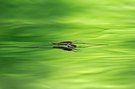 Gemeiner Wasserläufer