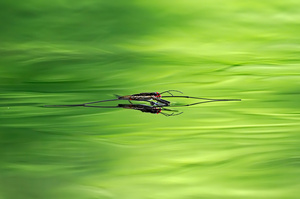 Gemeiner Wasserläufer