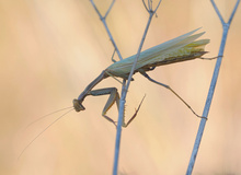 Sehr junge Mantis...