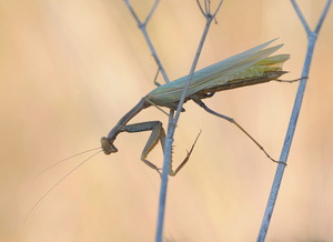 Sehr junge Mantis...