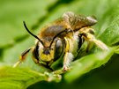 Ein Männchen der Großen Wollbiene (Anthidium manicatum)