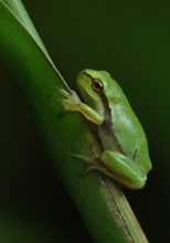Grüner Mikrokosmos