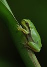 Grüner Mikrokosmos