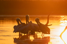 Pelikan Sonnenuntergang