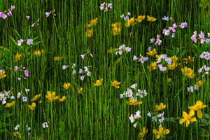 Isländisches Natur-Ikebana