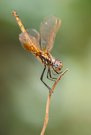 Violetter Sonnenzeiger, Weibchen
