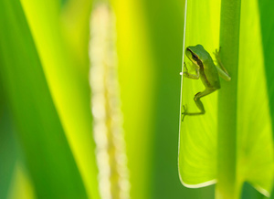 Babyfrosch beim Klettern