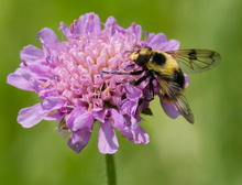 Hummel-Waldschwebfliege (Volucella bombylans)