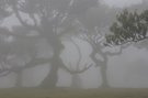 Baumtheater im Nebel