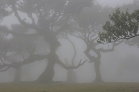 Baumtheater im Nebel
