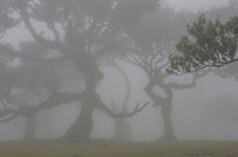 Baumtheater im Nebel