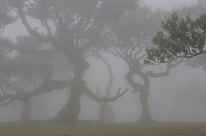 Baumtheater im Nebel