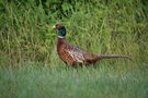 Fasan ( Phasianus colchicus )