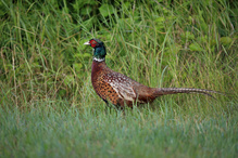 Fasan ( Phasianus colchicus )