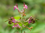 Zwei Weibchen der Großen Wollbiene (Anthidium manicatum) in schöner Symmetrie