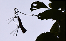 Hohe Hochzeit