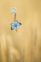 Bläulingszeit