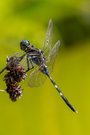 Mauritius: Bold Skimmer
