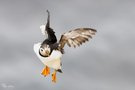 Puffin im Anflug