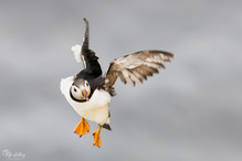 Puffin im Anflug