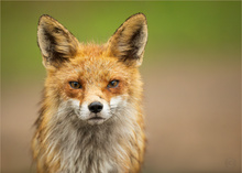 Mr Fox