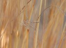 Nymphe der Empusa pennata