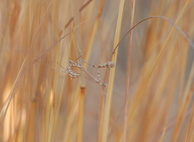 Nymphe der Empusa pennata