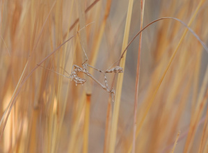 Nymphe der Empusa pennata