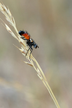 Eine Raupenfliege