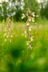 Epipactis palustris