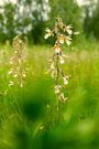Epipactis palustris