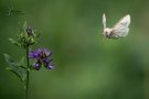 Gammaeule im Anflug