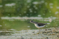 Waldwasserläufer