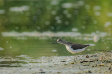 Waldwasserläufer