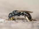 Gewöhnliche Löcherbiene (Heriades truncorum) – Nestverschluss mit Harz-Mörtel