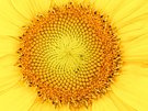 Sonnenblume