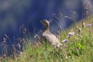 Schneehuhn im Sommerkleid
