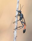 Gemeine Sandwespe (Ammophila sabulosa)