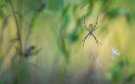 Argiope bruennichi