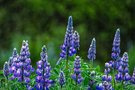 »Isländische« Lupinen im Regen