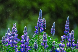 »Isländische« Lupinen im Regen