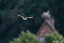 Flug der Waldohreule